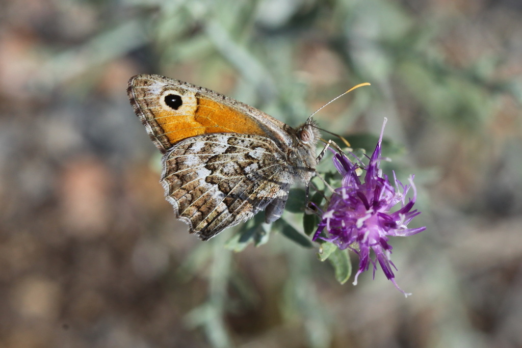 Hyponephele narica