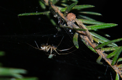 Linyphia hortensis