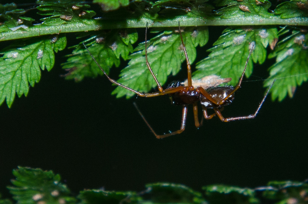 Garden Hammock Spider, photo 1 of 10
