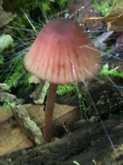 Spinellus