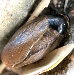 Pycnoscelus surinamensis