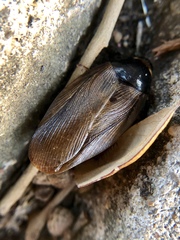 Pycnoscelus surinamensis