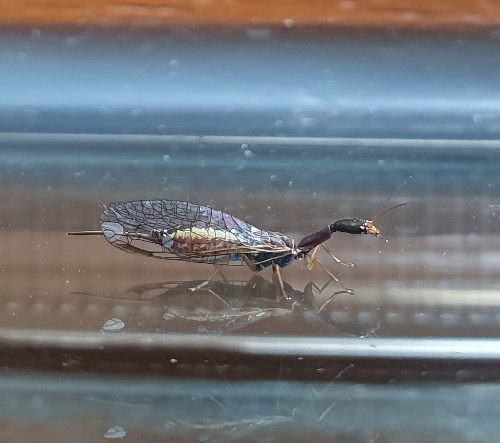 Xanthostigma aloysianum