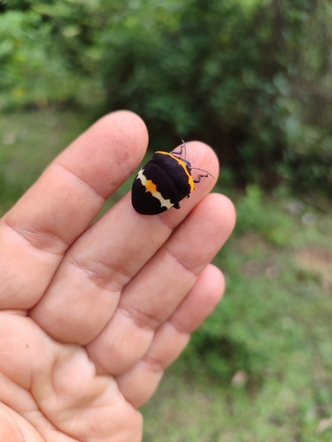 Poecilocoris balteatus