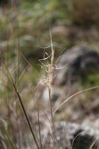 Image of Anthosachne solandri by (c) Joe Potter Butler, some rights reserved (CC BY)