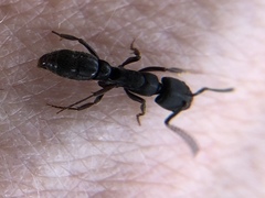 Pachycondyla harpax