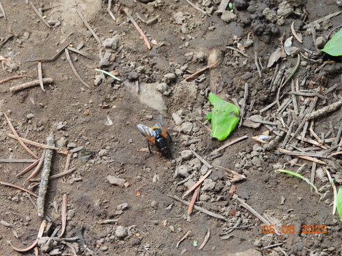 Unknown species found near Bannock County, ID, USA