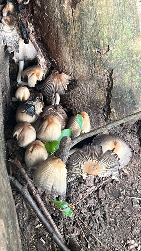 mica cap