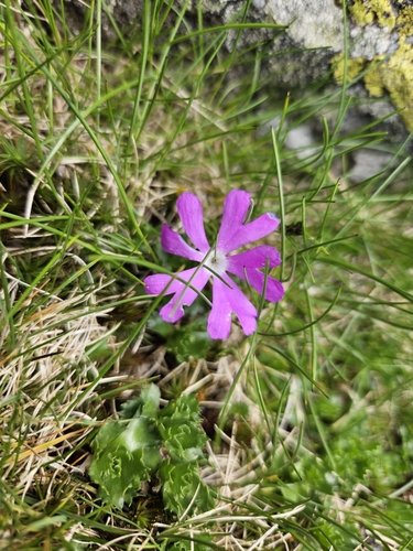 Primula minima (Primula minima)