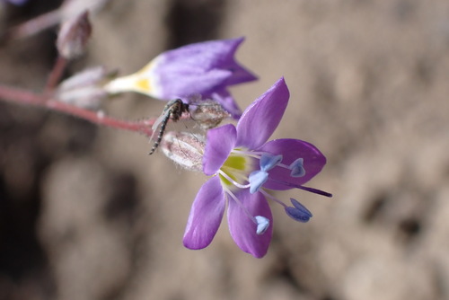 salt gilia (Gilia salticola)