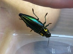 Cyphogastra farinosa