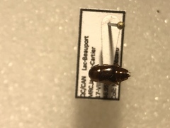 Tachinus picipes
