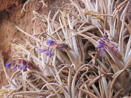 Tillandsia zecheri, photograph 1