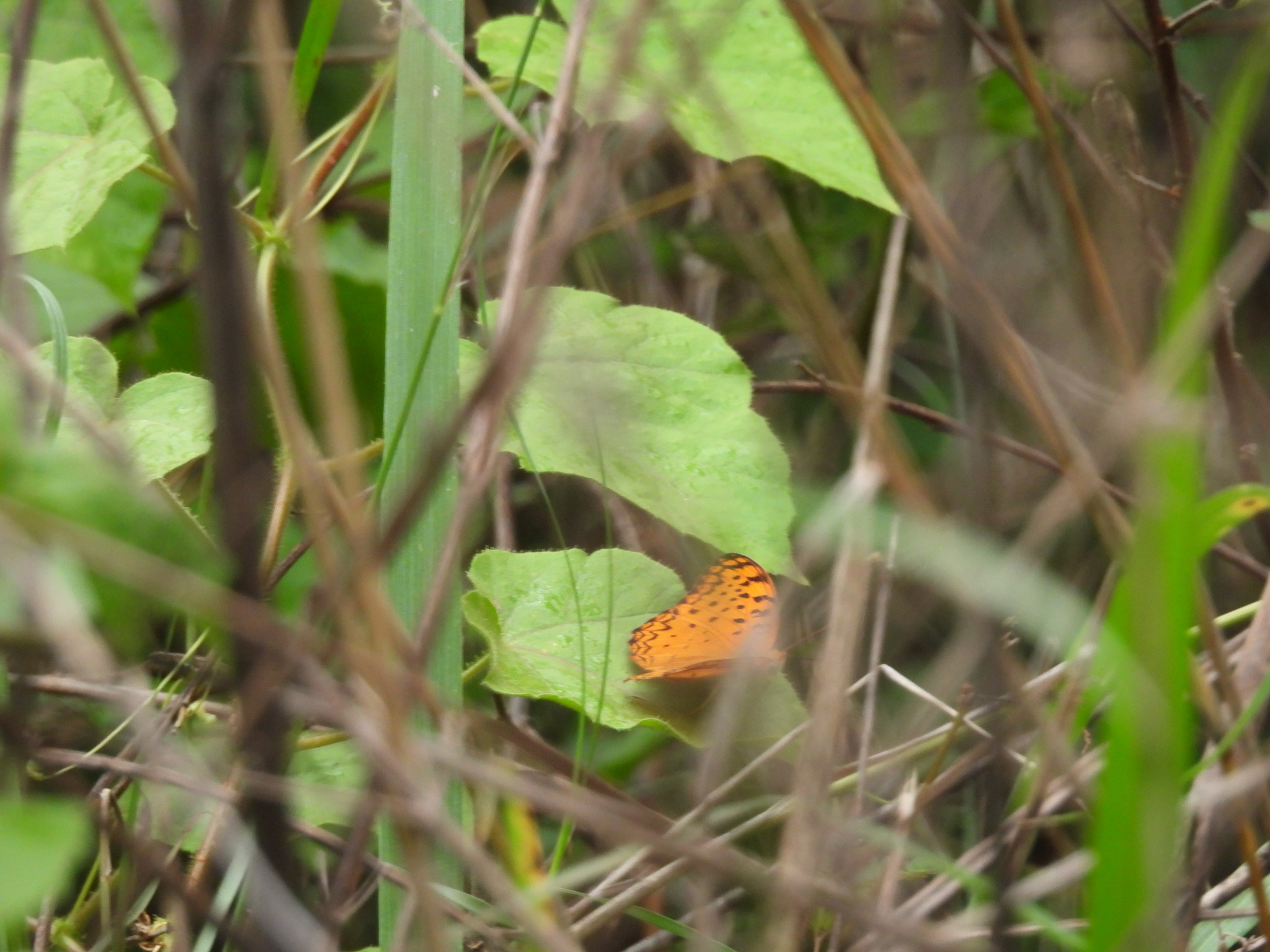 Common Leopard