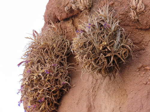 Tillandsia zecheri, photograph 2