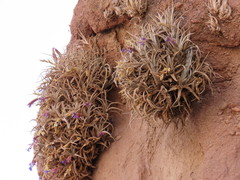 Tillandsia zecheri, photograph Nicolas Olejnik, CC BY, iNaturalist via GBIF