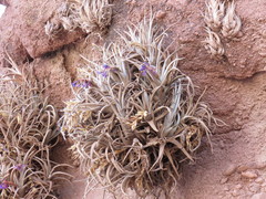 Tillandsia zecheri