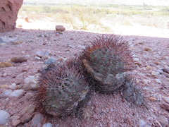 Acanthocalycium thionanthum