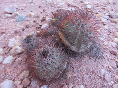 Acanthocalycium thionanthum