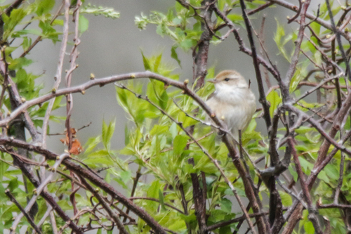 Manchurian Bush Warbler (Horornis canturians), photo 7