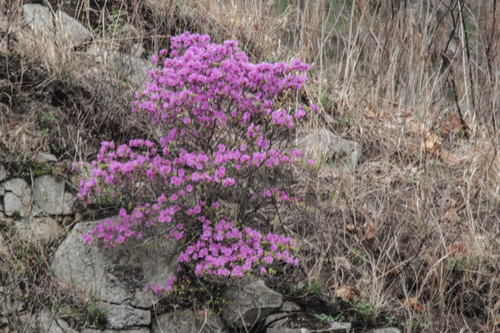 Rhododendron mucronulatum