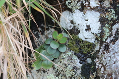 Veronica lavaudiana