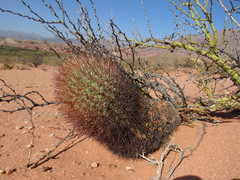 Acanthocalycium thionanthum