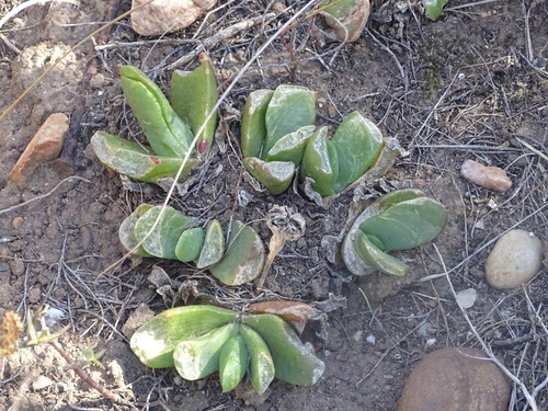 Glottiphyllum longum, photograph 4