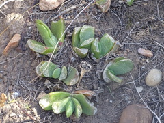 (c) Shaun Swanepoel, some rights reserved (CC BY) Glottiphyllum longum, photograph (c) Shaun Swanepoel, some rights reserved (CC BY)
