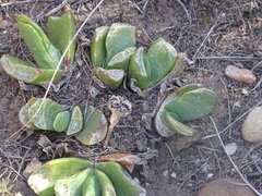 (c) Shaun Swanepoel, some rights reserved (CC BY) Glottiphyllum longum, photograph (c) Shaun Swanepoel, some rights reserved (CC BY)