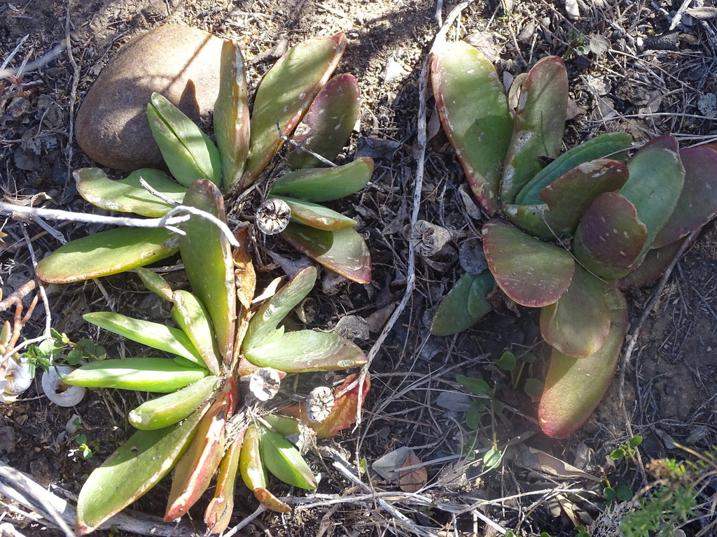 Glottiphyllum longum; photograph (c) Shaun Swanepoel, some rights reserved (CC BY)