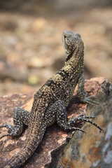 Ctenosaura similis multipunctata