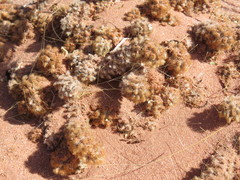 Tephrocactus molinensis