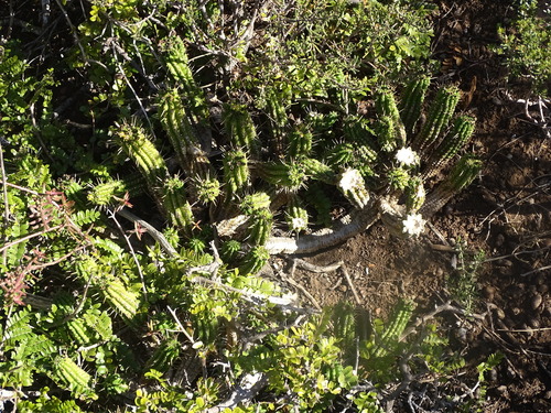 Euphorbia mammillaris, photograph 5