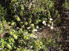 Euphorbia mammillaris, photograph (c) Shaun Swanepoel, some rights reserved (CC BY)
