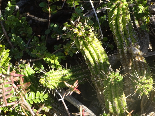 Euphorbia mammillaris, photograph 4