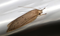 Ironopolia sobriella