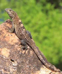 Ctenosaura similis multipunctata