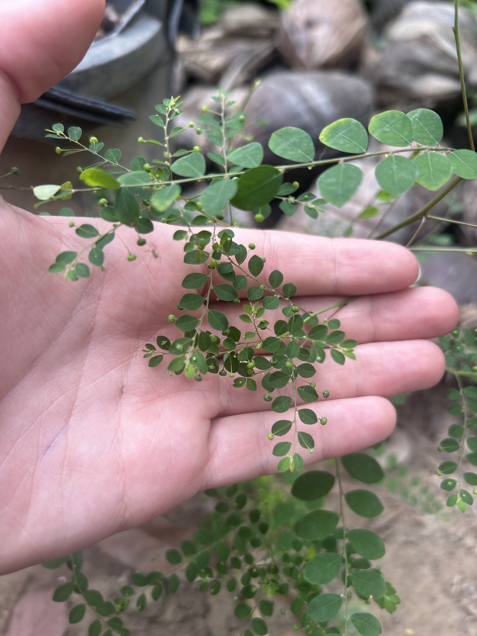 Phyllanthus tenellus