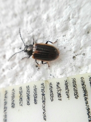 Microtheca