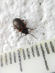 Microtheca