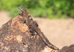 Ctenosaura similis multipunctata