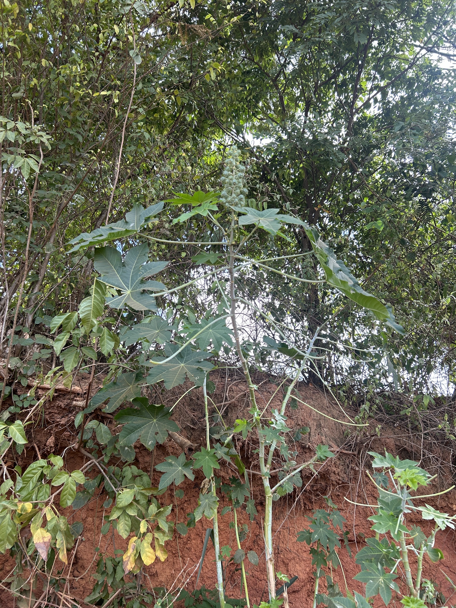 Ricinus communis