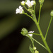 Thin Leaf Brookweed - Photo (c) Drepanostoma, some rights reserved (CC BY-NC), uploaded by Drepanostoma