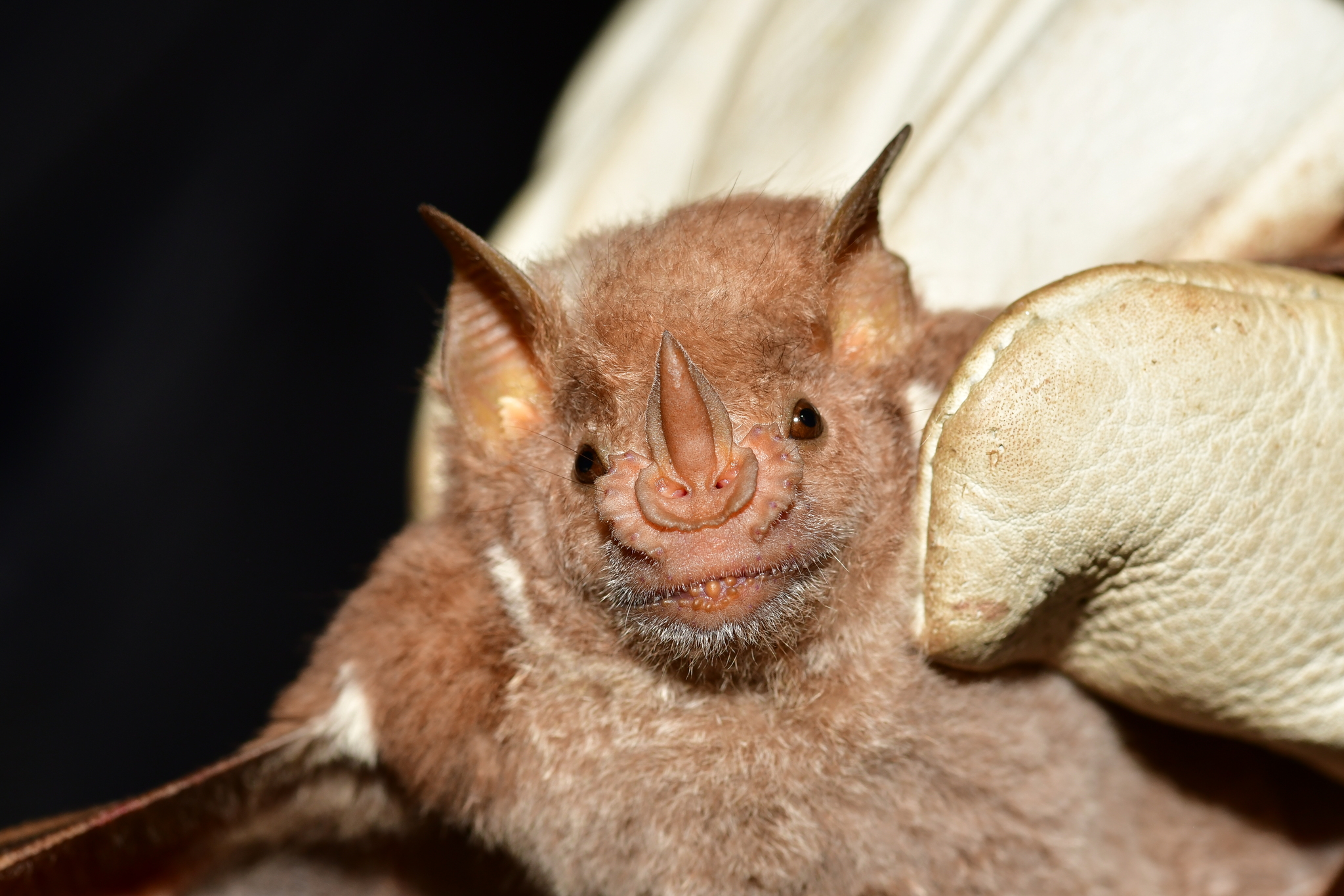 Red Fruit Bat photo 2