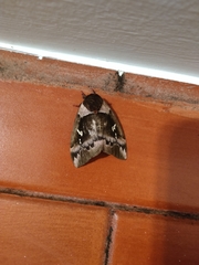 Dirphiopsis ayuruoca