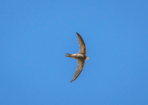 Pallid Swift, 29650 Mijas, Málaga, Spain, photo 9 of 10