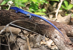 Cnemidophorus espeuti