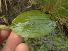 Potamogeton suboblongus