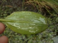 Potamogeton suboblongus